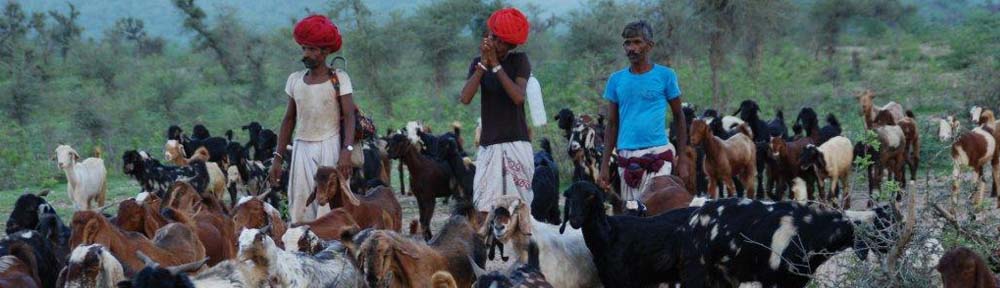 The Ark of Livestock Biodiversity