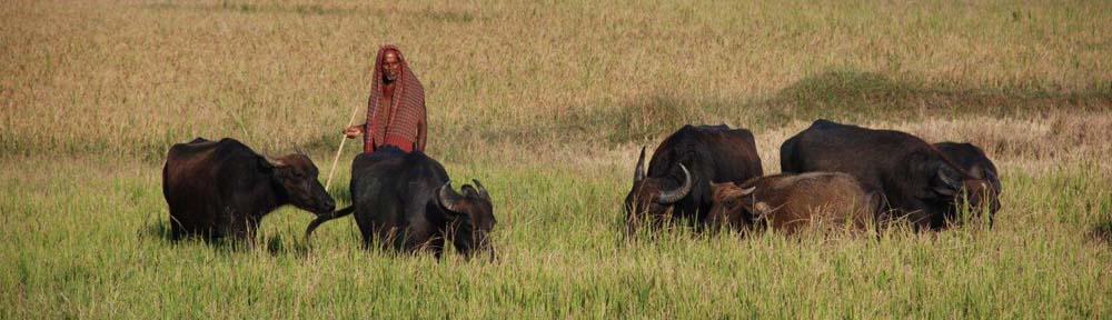 The Ark of Livestock Biodiversity